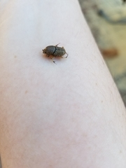 Euoniticellus intermedius