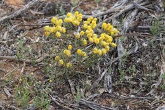 Waitzia acuminata acuminata