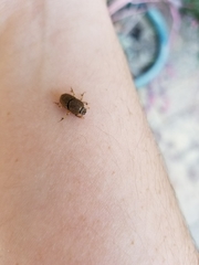 Euoniticellus intermedius