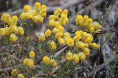 Waitzia acuminata acuminata