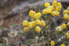 Waitzia acuminata acuminata
