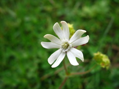 Silene ikonnikovii