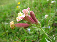 Silene ikonnikovii