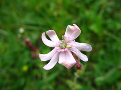 Silene ikonnikovii