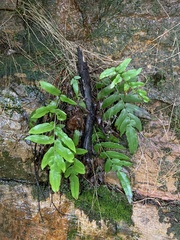 Blechnum wattsii