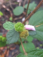Urena lobata image