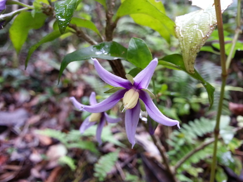 Solanum truncicola