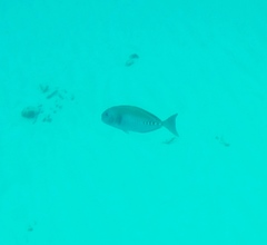 Prionurus microlepidotus