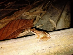 Indosylvirana nicobariensis