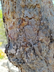 Nothofagus glauca