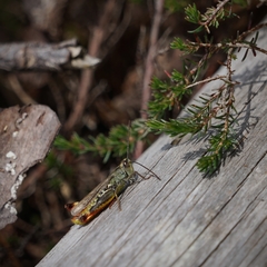 Chorthippus binotatus