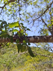 Nothofagus glauca