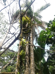 Cocoseae