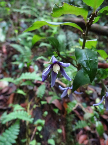 Solanum humblotii image