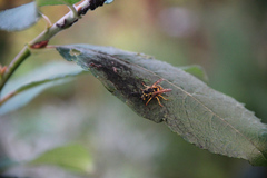 Vespula germanica