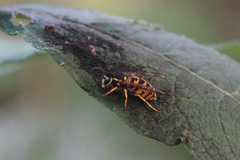 Vespula germanica