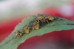 Vespula germanica