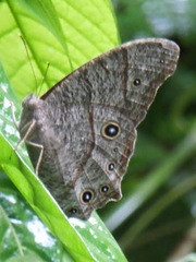 Melanitis leda leda