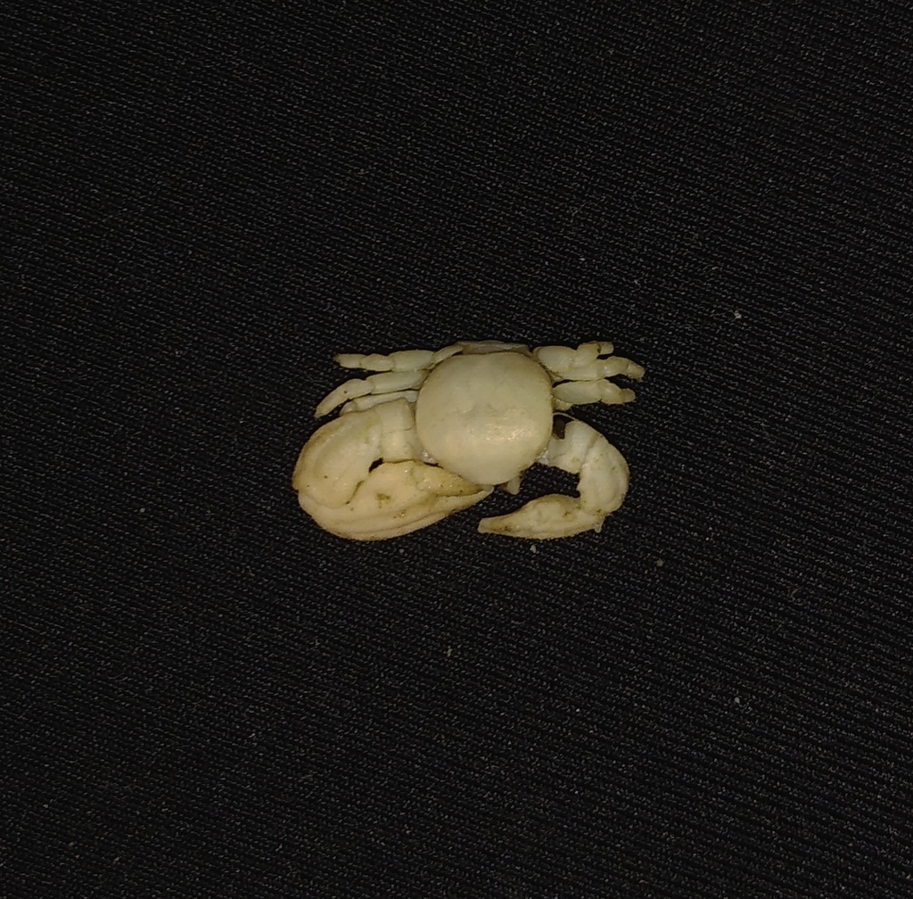 Megalobrachium sinuimanus