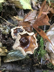 Conocybe filaris
