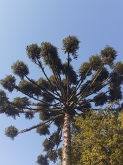 Araucaria angustifolia