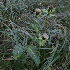 Cirsium oleraceum