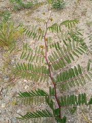 Vachellia campechiana