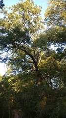 Quercus canariensis