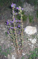 Campanula sibirica elatior