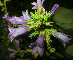 Campanula sibirica elatior