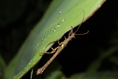 Paraprisopus