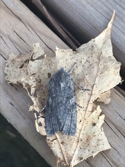 Lithophane laticinerea