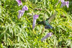 Chlorostilbon lucidus