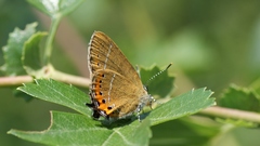 Satyrium pruni
