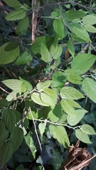 Celtis australis australis