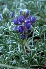 Lupinus breweri breweri
