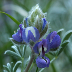 Lupinus breweri breweri
