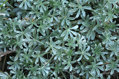 Lupinus breweri breweri