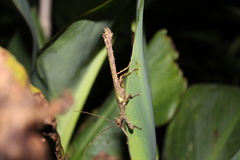 Paraprisopus