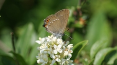Satyrium acaciae