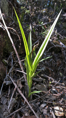 Pterostylis cardiostigma