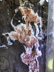 Steccherinum collabens