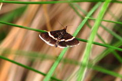 Pyrausta cingulata