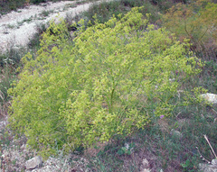 Bilacunaria microcarpos