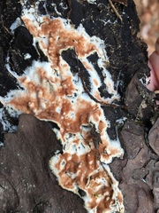 Steccherinum collabens