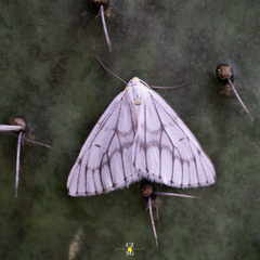 Neuromelia selectata