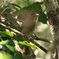 Piranga roseogularis
