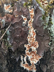 Steccherinum collabens