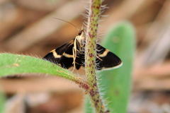 Pyrausta cingulata