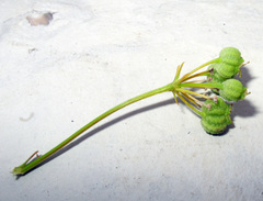 Bilacunaria microcarpos